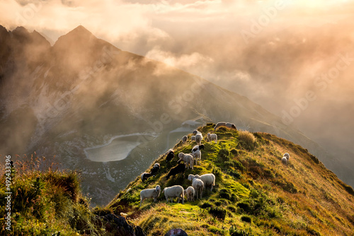 Obraz na plátně sheep herd on mountain top in Alps