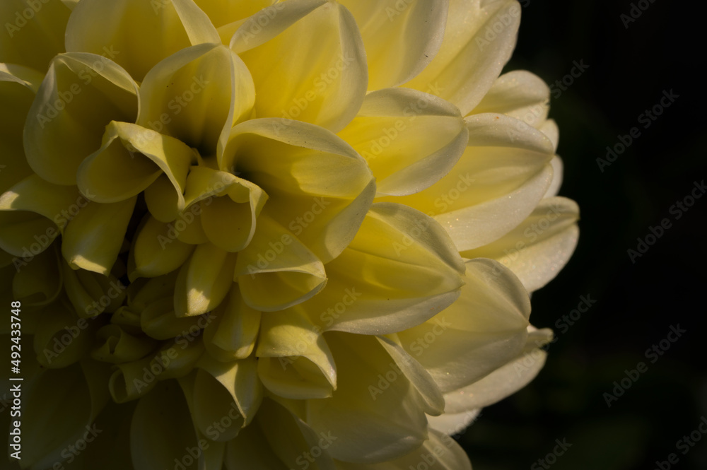 Yellow Dahlia flower textured with beautiful side lighting and stunning pattern Yellow Dahlia flower textured with beautiful side lighting and stunning pattern