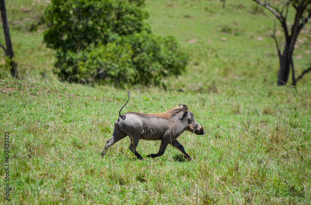 Warthog on savanna, Masai Mara National Park, Kenya, Africa Warthog on savanna, Masai Mara National Park, Kenya, Africa