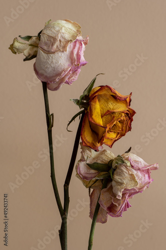 Obraz na płótnie Beautiful studio wilted dried out rose showing that even romance can last foreve