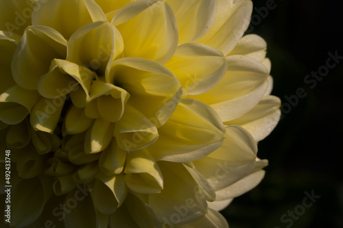 Yellow Dahlia flower textured with beautiful side lighting and stunning pattern