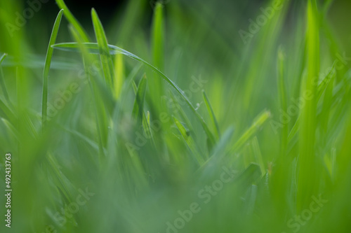 Artistic low angle shot of Kikuyu grass with a shallow depth of field to give a dreamy effect. Showing the inspiration of life and living 