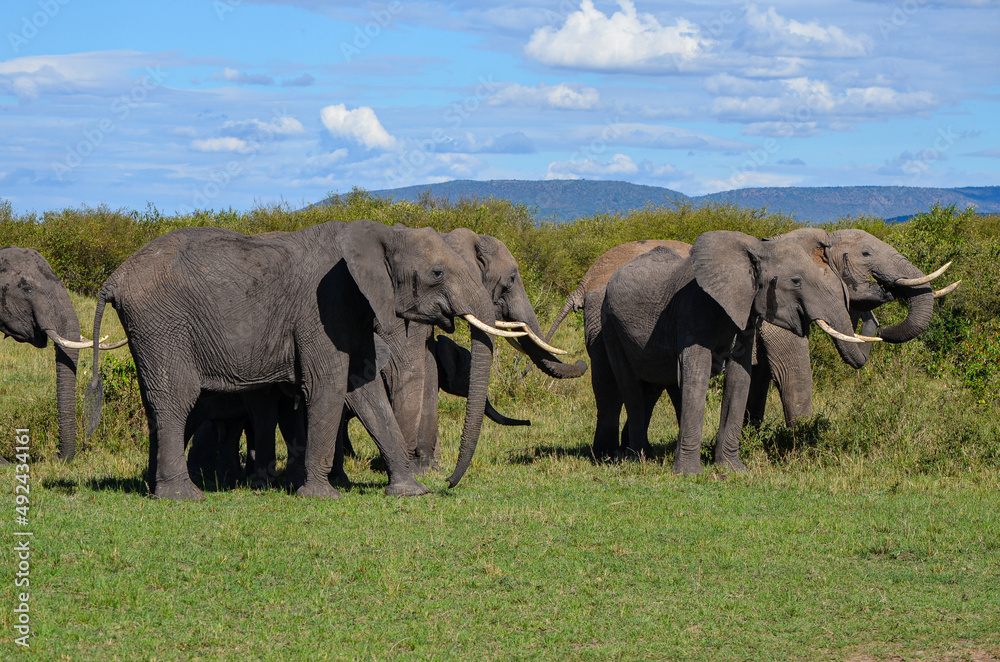 Fototapeta premium A herd of elephants in the savannah