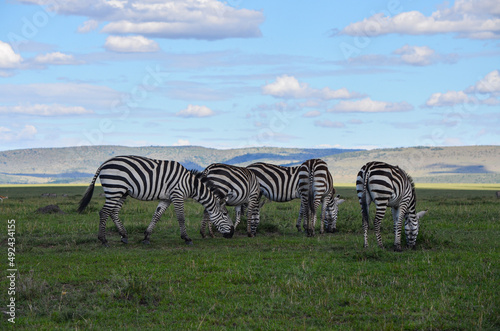 Zebra on the savannah in Masai Mara National Park in Kenya  Africa