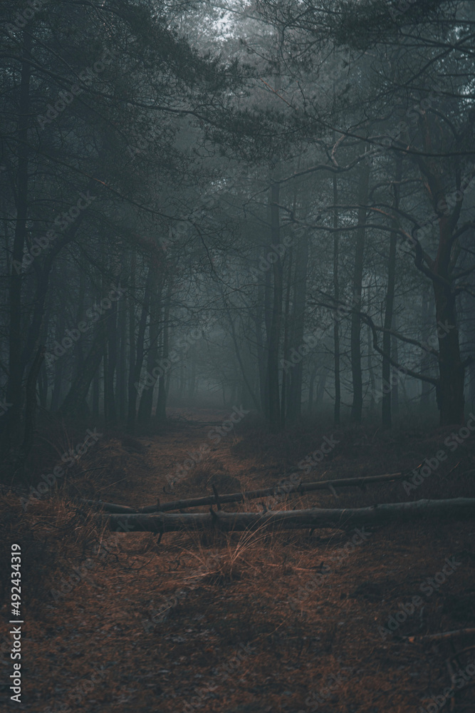 Foggy forest Veluwe The Netherlands