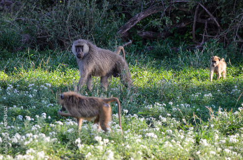 A baboon mokey family among the white flowers