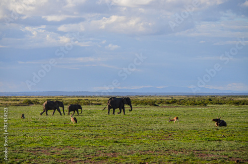 A herd of elephants in the savannah, Amboseli National Park, Kenya, africa