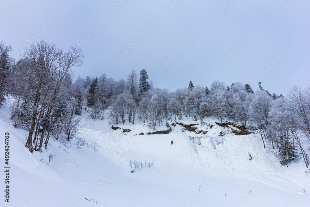 custom made wallpaper toronto digitalWinter snow-covered forest in the mountains, majestic slopes in snow captivity.