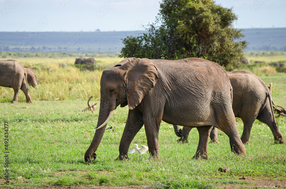 A herd of elephants in the savannah, Amboseli National Park, Kenya, africa A herd of elephants in the savannah, Amboseli National Park, Kenya, africa