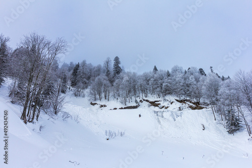 Wallpaper Mural Winter snow-covered forest in the mountains, majestic slopes in snow captivity. Torontodigital.ca