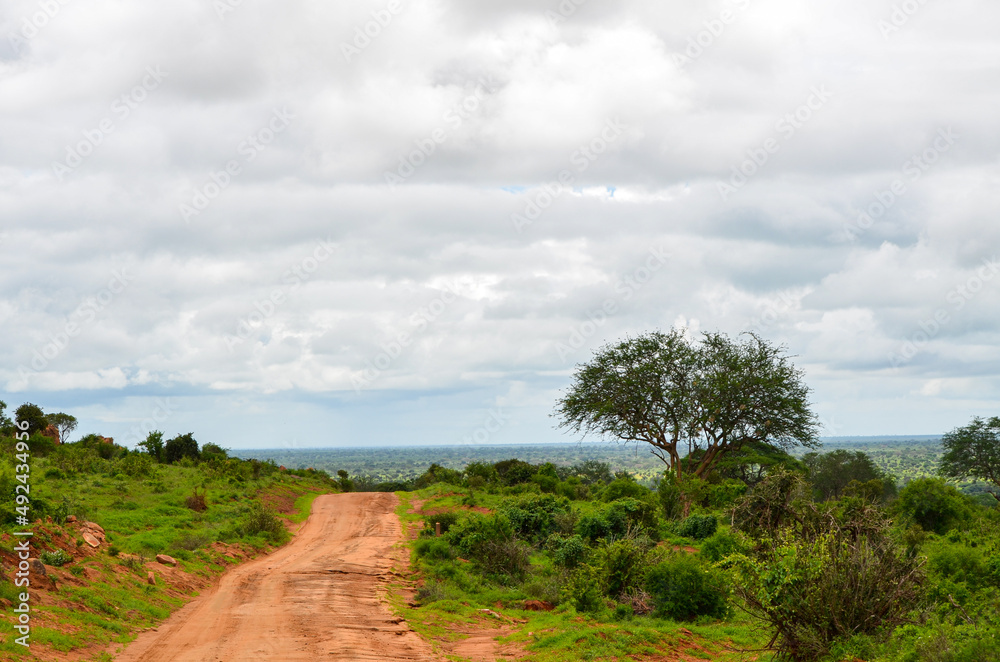 Red road in the savannah in the Tsavo East, Kenya, Africa