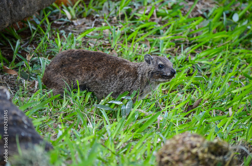 Hyrax on the grass in the Tsavo East National Park, Kenya, Africa