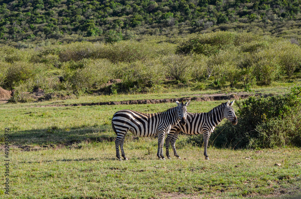 Naklejka premium Zebra on the savannah in Masai Mara National Park in Kenya, Africa