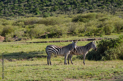 Zebra on the savannah in Masai Mara National Park in Kenya  Africa