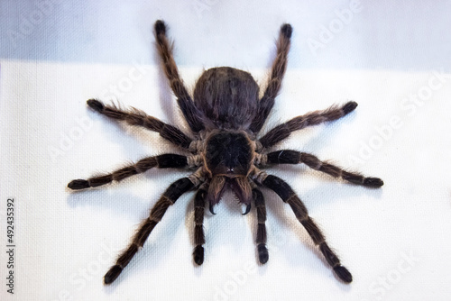 The black tarantula Grammostola pulchra spider sits on white cloth.