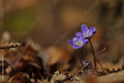 Leberblümchen (Hepatica nobilis).