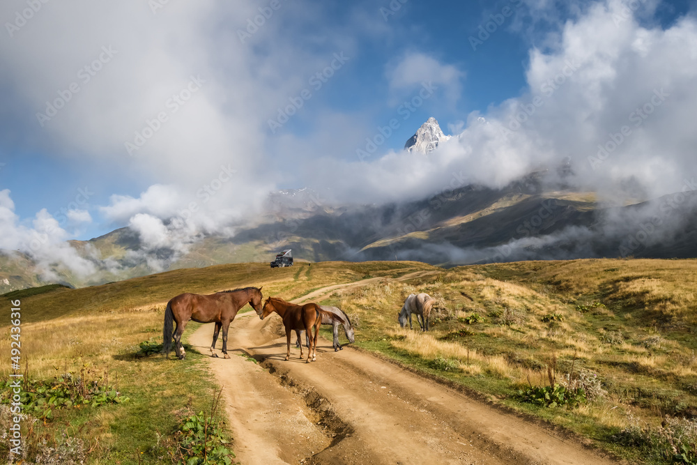 Wild horses grazing in Caucasus mountains in Georgia