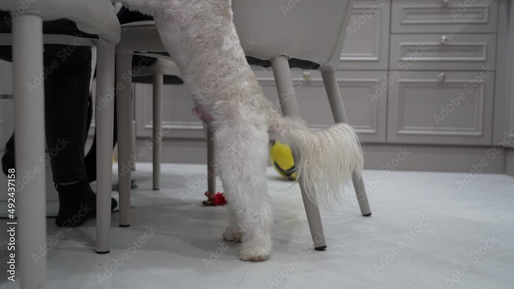 Obedient Chinese crested dog jumps next to owner and begs for food. Dog looks with sad eyes ask begging for food. Obedient Chinese crested dog jumps next to owner and begs for food. Dog looks with sad eyes ask begging for food.