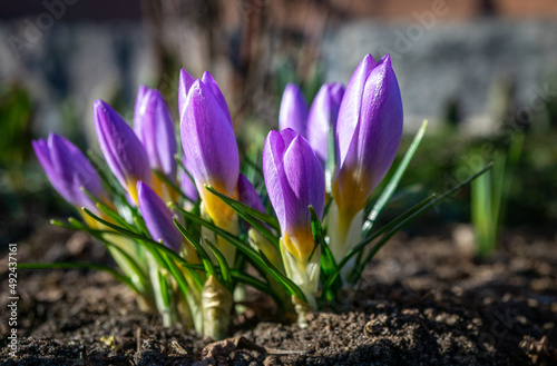 the first spring messengers crocuses
