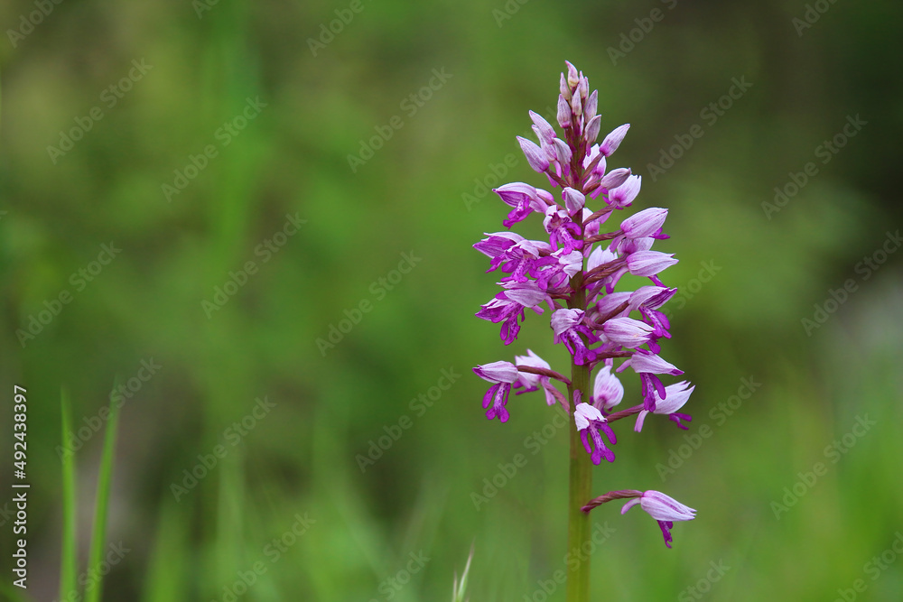 Wild European orchid called military orchid (Orchis militaris) with bokeh green background and space for text (Kaiserstuhl Hills, South Germany) Wild European orchid called military orchid (Orchis militaris) with bokeh green background and space for text (Kaiserstuhl Hills, South Germany)