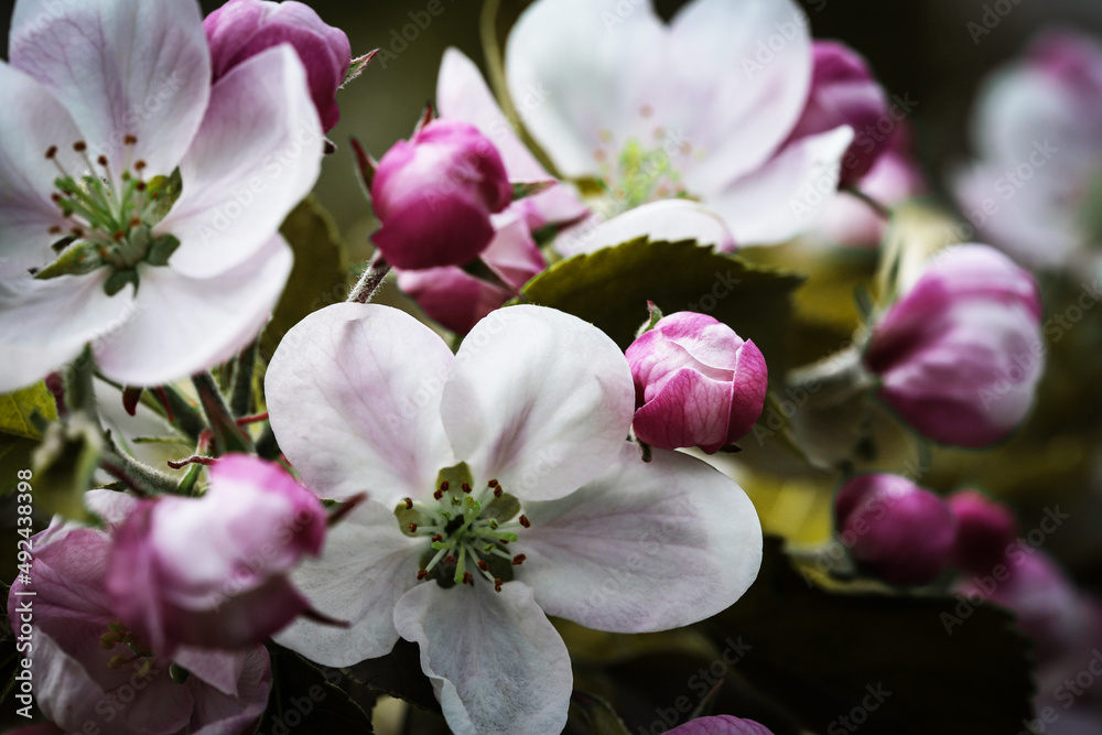 Nature. Blooming apple tree branch. Bright colorful spring flowers. Garden at sunset. Trees in flowers. Spring background Nature. Blooming apple tree branch. Bright colorful spring flowers. Garden at sunset. Trees in flowers. Spring background