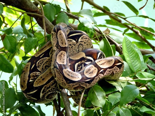 Fotografía Green anaconda (Eunectes murinus), also known as the common anaconda and water boa, is a non-venomous boa species found in South America