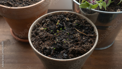 Seedlings growing in a flower pot