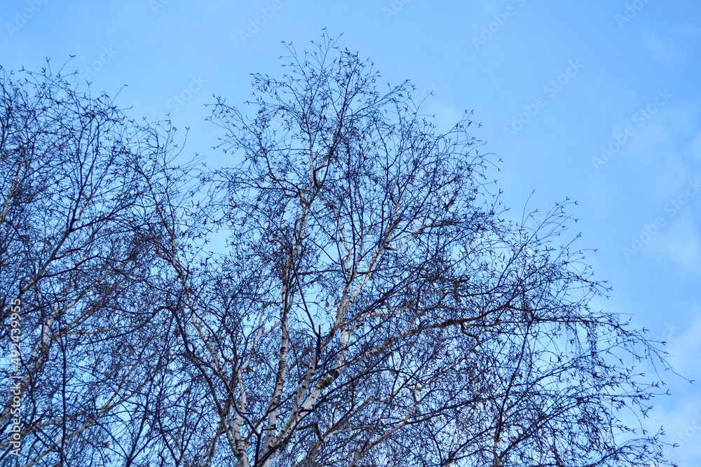 the top of the trees and the beautiful blue sky. bottom view. the top of the trees and the beautiful blue sky. bottom view.