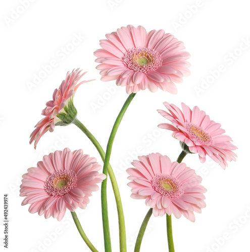 Many beautiful pink gerbera flowers isolated on white