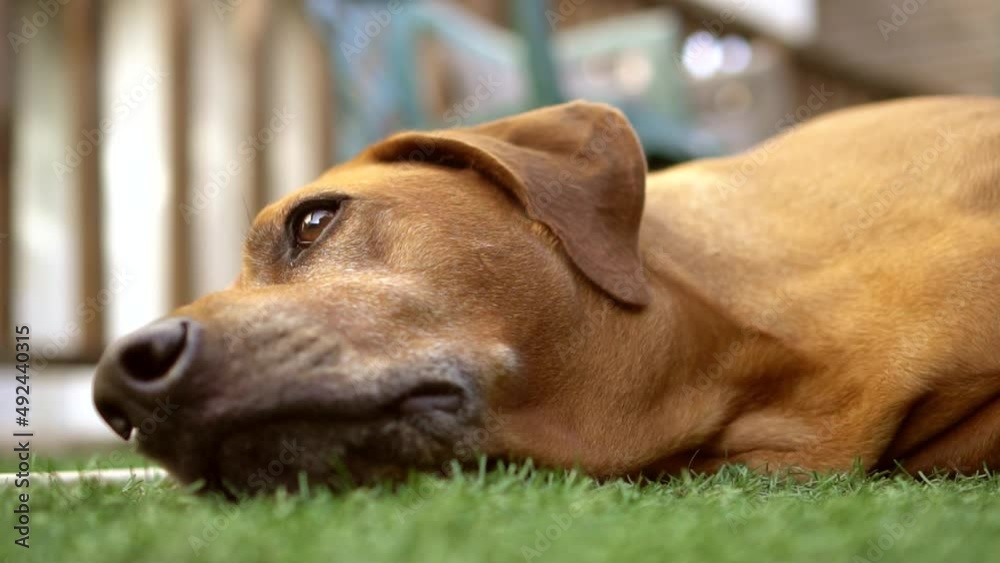 Relaxed Rhodesian Ridgeback dog on a grass Relaxed Rhodesian Ridgeback dog on a grass