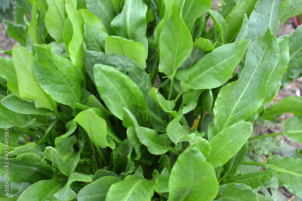 In the open ground in the garden grows sorrel.