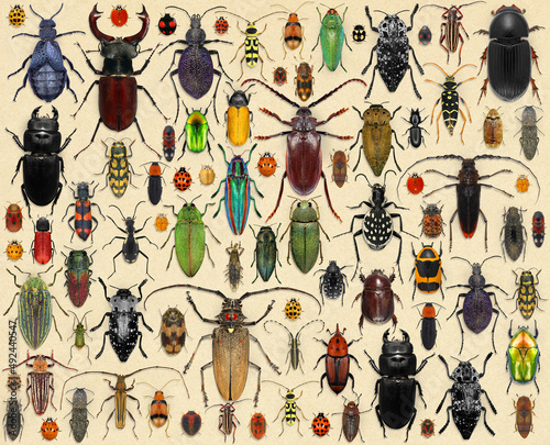 Beetle collection. Coleoptera. Amateur or school homemade insect collection. Collection of insects entomologist  photo