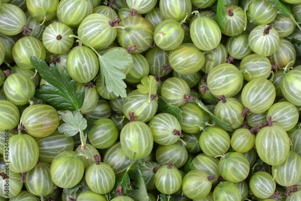 Harvested ripe berries gooseberries Harvested ripe berries gooseberries
