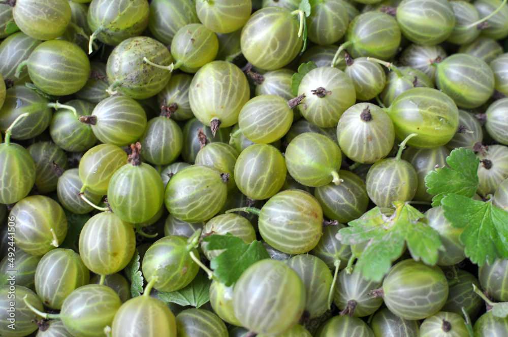 Harvested ripe berries gooseberries Harvested ripe berries gooseberries