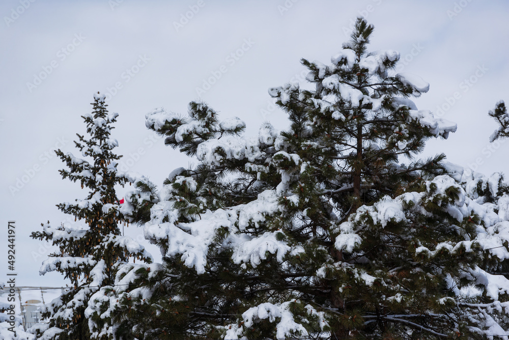 Beautiful winter scene with fir trees, Armenia Beautiful winter scene with fir trees, Armenia