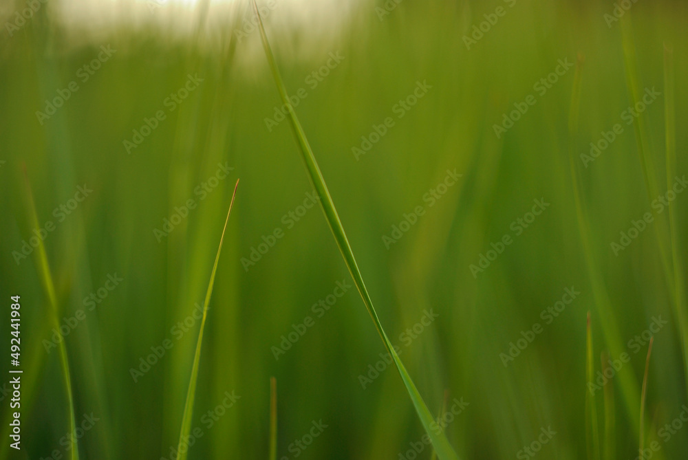 green grass honest summer background green grass honest summer background