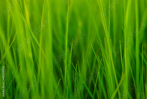 green grass honest summer background