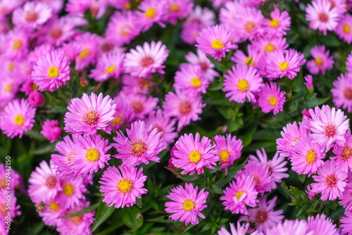 Blooming flowers in the garden. Natural plants as a background. Abstract comp...