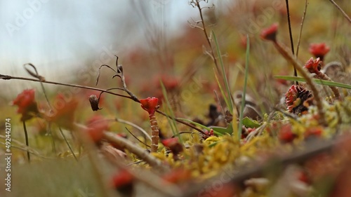 Asienfetthennen  (Phedimus) im Vorfrühling im Nationalpark Kellerwald photo