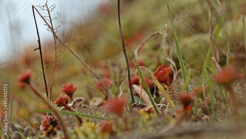 Asienfetthennen  (Phedimus) im Vorfrühling im Nationalpark Kellerwald photo