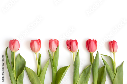 Pink tulips spring flowers isolated on white background. Flower border. Copy space, top view, flat lay.