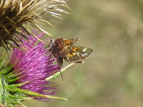 Small brown butterfly with white dots on a thistle flower in spring © Isabel