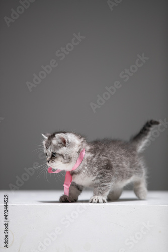Baby cat on white background