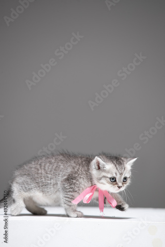 Baby cat on white background © OneStudio.az