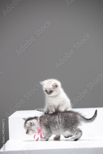 Baby cat on white background