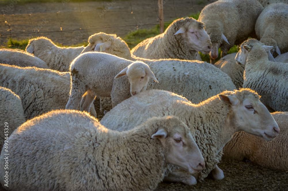Cute Merino sheep in a farm pasture land in South Africa Cute Merino sheep in a farm pasture land in South Africa
