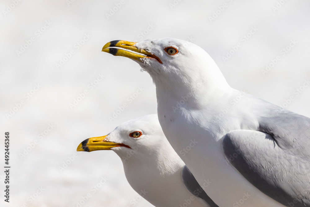 ring-billed gull (Larus delawarensis) in winter ring-billed gull (Larus delawarensis) in winter