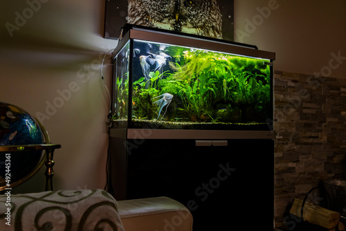 planted fresh water aquarium with platinum angelfish 