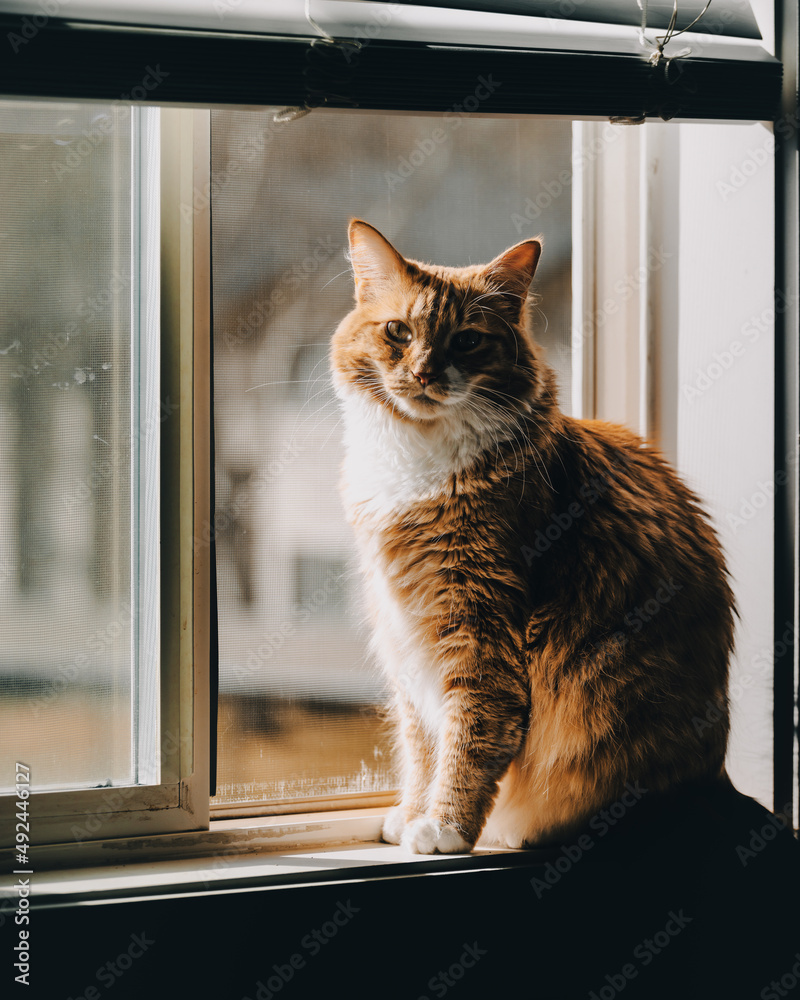 orange tabby cat in window