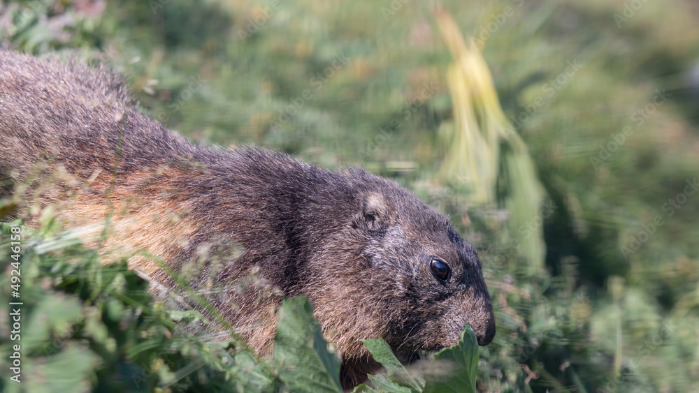 Marmot in grass. Closeup alpine marmot in the Swiss Alps in summer. Marmota marmota. Marmot in grass. Closeup alpine marmot in the Swiss Alps in summer. Marmota marmota.